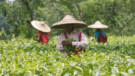 India's tea prices soar as extreme weather slashes output